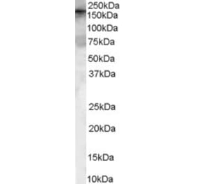 Western Blot - Anti-ARHGEF5 Antibody (A84175) - Antibodies.com