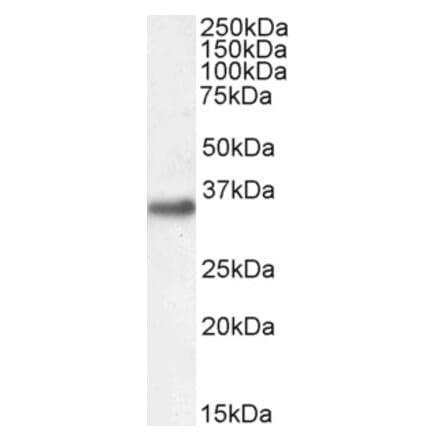 Western Blot - Anti-EN2 Antibody (A84176) - Antibodies.com