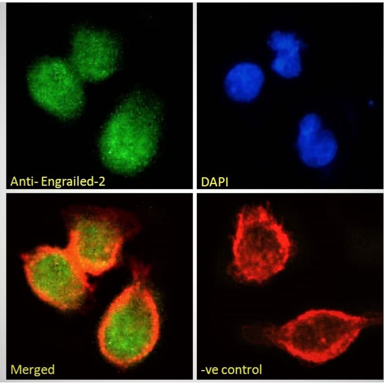 Immunofluorescence - Anti-EN2 Antibody (A84176) - Antibodies.com