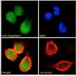 Immunofluorescence - Anti-EN2 Antibody (A84176) - Antibodies.com