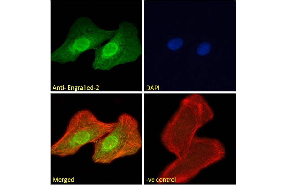 Immunofluorescence - Anti-EN2 Antibody (A84176) - Antibodies.com