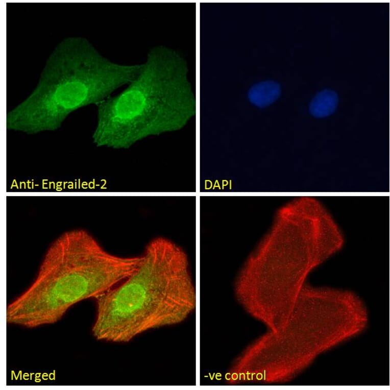 Immunofluorescence - Anti-EN2 Antibody (A84176) - Antibodies.com