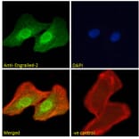 Immunofluorescence - Anti-EN2 Antibody (A84176) - Antibodies.com