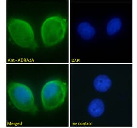 Immunofluorescence - Anti-ADRA2A Antibody (A84177) - Antibodies.com