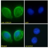Immunofluorescence - Anti-ADRA2A Antibody (A84177) - Antibodies.com