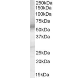 Western Blot - Anti-PGE2 Receptor EP4 Subtype Antibody (A84178) - Antibodies.com