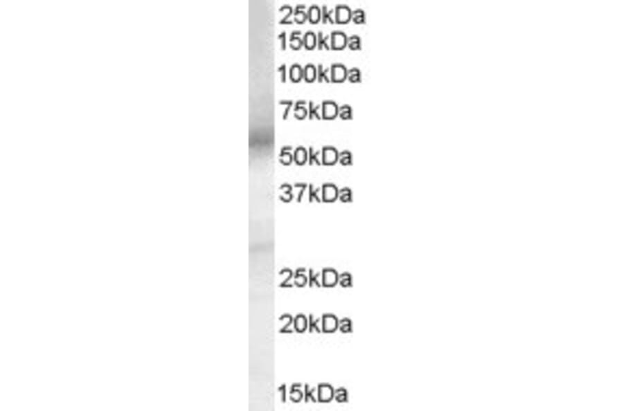 Western Blot - Anti-PGE2 Receptor EP4 Subtype Antibody (A84178) - Antibodies.com