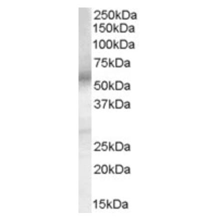 Western Blot - Anti-PGE2 Receptor EP4 Subtype Antibody (A84178) - Antibodies.com