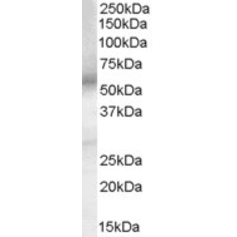 Western Blot - Anti-PGE2 Receptor EP4 Subtype Antibody (A84178) - Antibodies.com