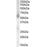 Western Blot - Anti-PGE2 Receptor EP4 Subtype Antibody (A84178) - Antibodies.com