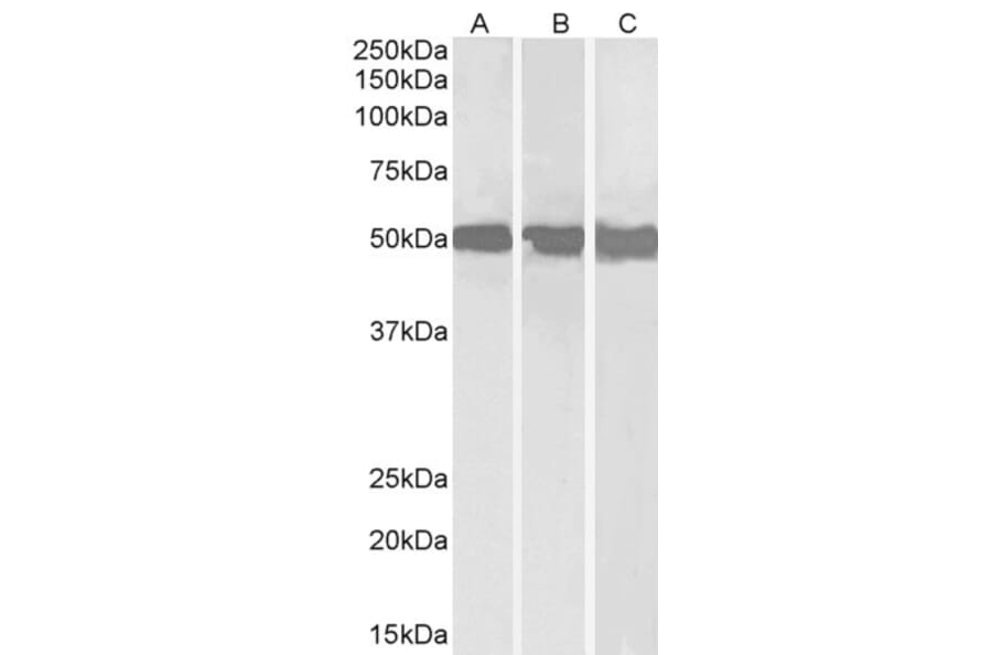 Western Blot - Anti-DDX6 Antibody (A84180) - Antibodies.com