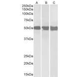 Western Blot - Anti-DDX6 Antibody (A84180) - Antibodies.com