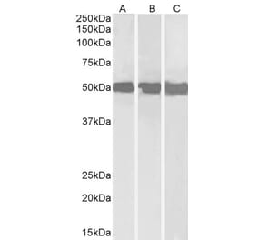 Western Blot - Anti-DDX6 Antibody (A84180) - Antibodies.com