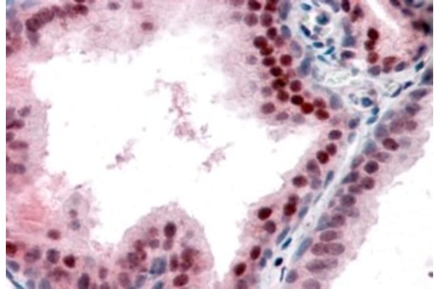 Immunohistochemistry - Anti-p27 KIP 1 Antibody (A84181) - Antibodies.com