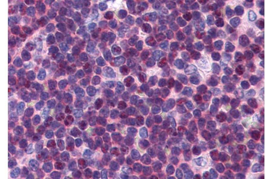 Immunohistochemistry - Anti-p27 KIP 1 Antibody (A84181) - Antibodies.com