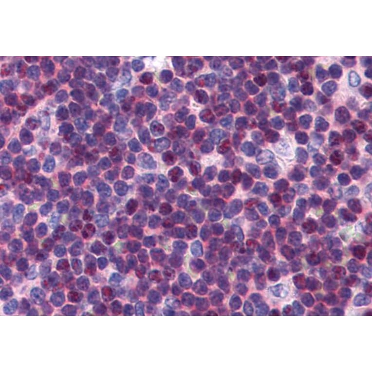 Immunohistochemistry - Anti-p27 KIP 1 Antibody (A84181) - Antibodies.com