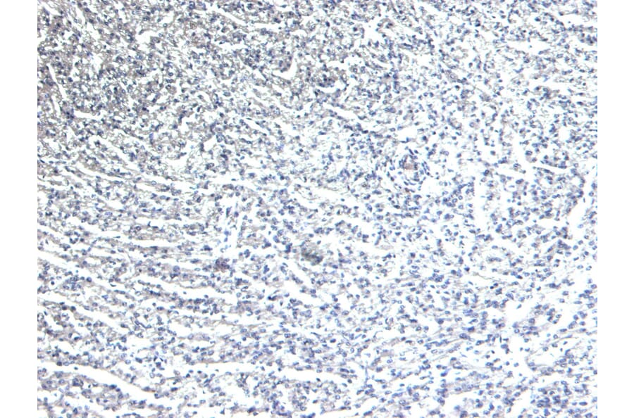 Immunohistochemistry - Anti-beta 1 Adrenergic Receptor Antibody (A84183) - Antibodies.com