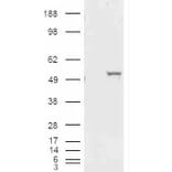 Western Blot - Anti-ALDH1A1 Antibody (A84184) - Antibodies.com