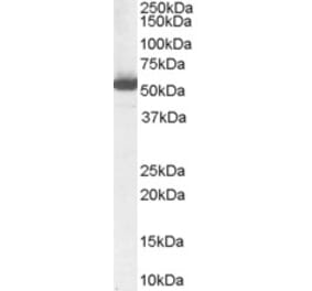 Western Blot - Anti-ALDH1A1 Antibody (A84184) - Antibodies.com