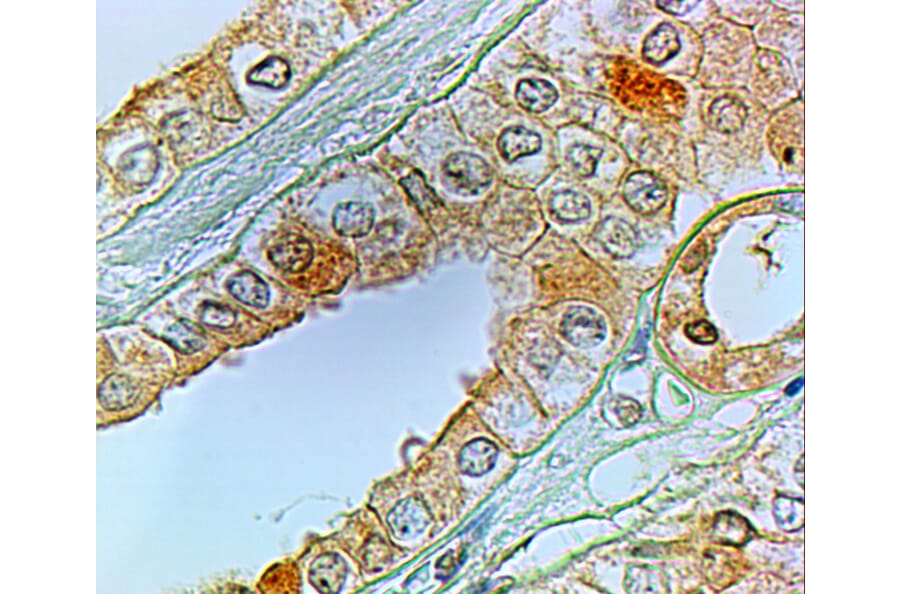 Immunohistochemistry - Anti-Prostaglandin E Receptor EP1/PTGER1 Antibody (A84186) - Antibodies.com