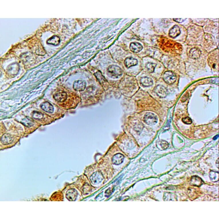 Immunohistochemistry - Anti-Prostaglandin E Receptor EP1/PTGER1 Antibody (A84186) - Antibodies.com