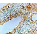 Immunohistochemistry - Anti-Prostaglandin E Receptor EP1/PTGER1 Antibody (A84186) - Antibodies.com