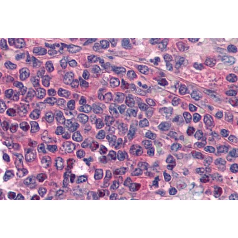 Immunohistochemistry - Anti-Prostaglandin E Receptor EP1/PTGER1 Antibody (A84186) - Antibodies.com