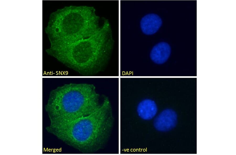 Immunofluorescence - Anti-SH3PX1/SNX9 Antibody (A84187) - Antibodies.com
