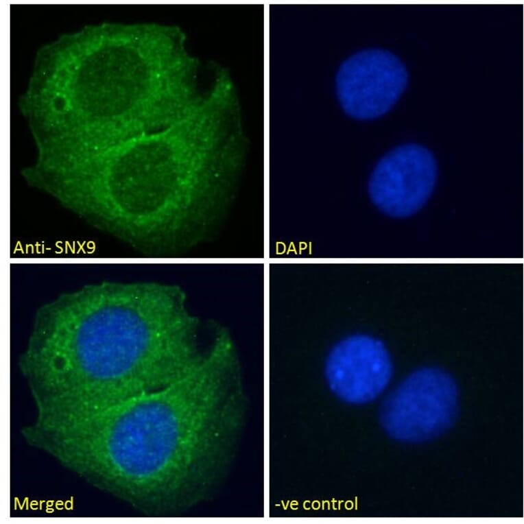 Immunofluorescence - Anti-SH3PX1/SNX9 Antibody (A84187) - Antibodies.com