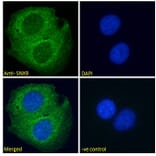 Immunofluorescence - Anti-SH3PX1/SNX9 Antibody (A84187) - Antibodies.com