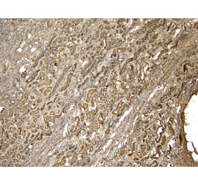 Immunohistochemistry - Anti-PRODH Antibody (A84188) - Antibodies.com