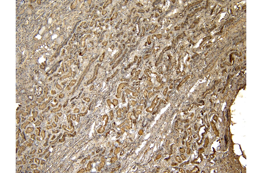 Immunohistochemistry - Anti-PRODH Antibody (A84188) - Antibodies.com