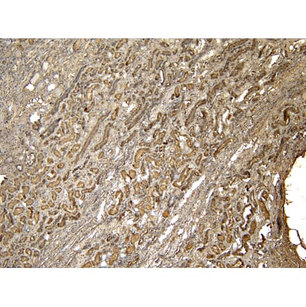 Immunohistochemistry - Anti-PRODH Antibody (A84188) - Antibodies.com