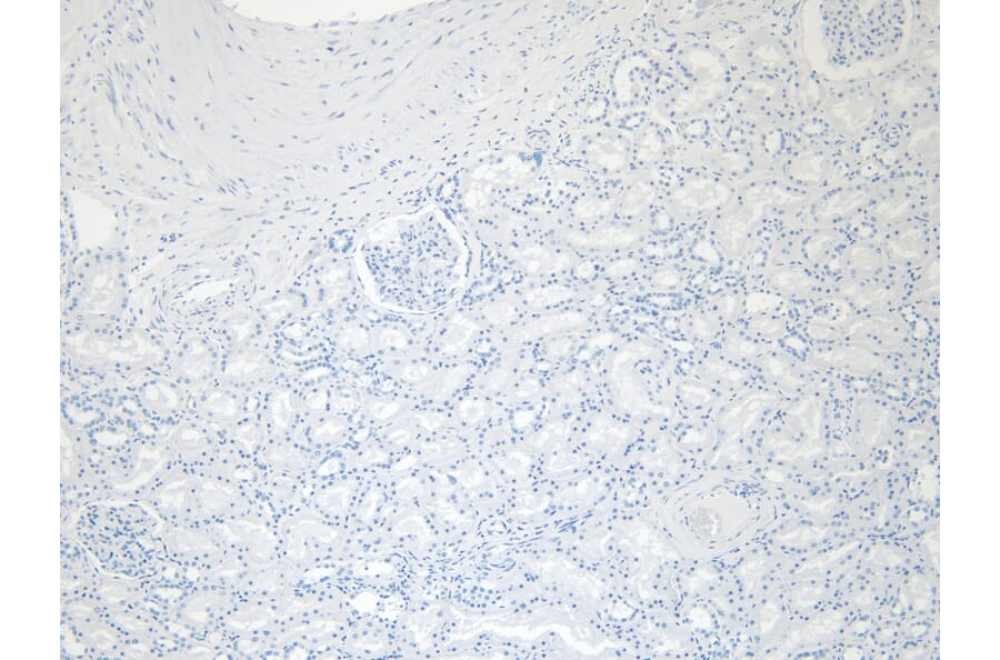 Immunohistochemistry - Anti-PRODH Antibody (A84188) - Antibodies.com