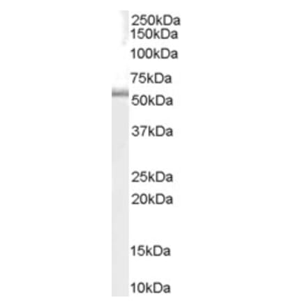 Western Blot - Anti-TRAF1 Antibody (A84189) - Antibodies.com