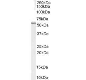 Western Blot - Anti-TRAF1 Antibody (A84189) - Antibodies.com