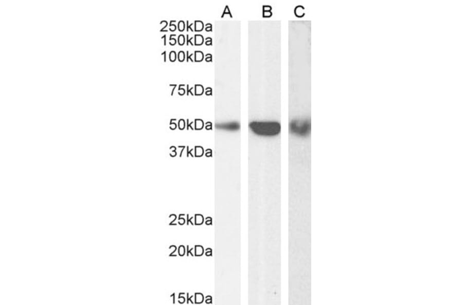 Western Blot - Anti-TRAF2 Antibody (A84190) - Antibodies.com