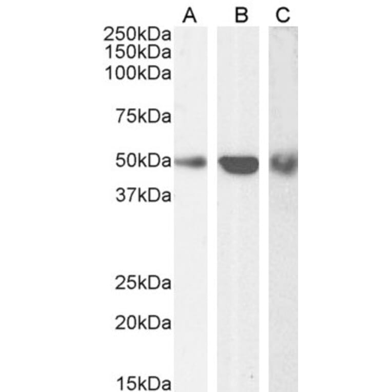 Western Blot - Anti-TRAF2 Antibody (A84190) - Antibodies.com