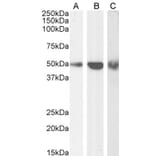 Western Blot - Anti-TRAF2 Antibody (A84190) - Antibodies.com
