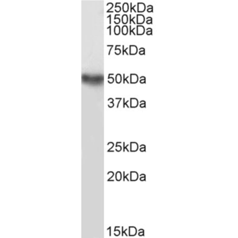 Western Blot - Anti-TRAF2 Antibody (A84190) - Antibodies.com