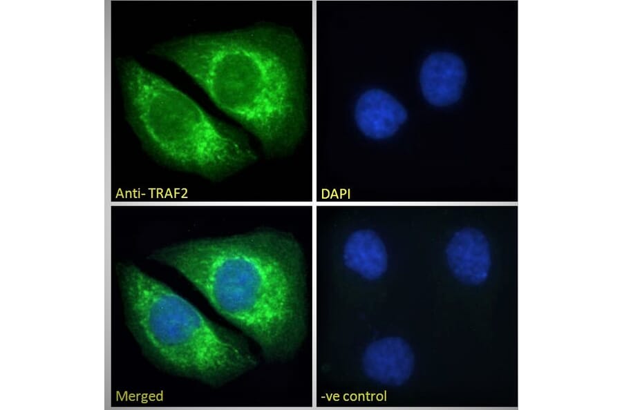 Immunofluorescence - Anti-TRAF2 Antibody (A84190) - Antibodies.com