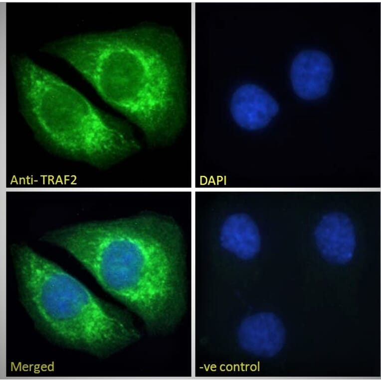 Immunofluorescence - Anti-TRAF2 Antibody (A84190) - Antibodies.com