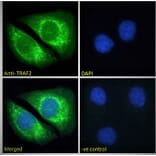 Immunofluorescence - Anti-TRAF2 Antibody (A84190) - Antibodies.com