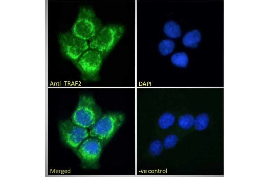 Immunofluorescence - Anti-TRAF2 Antibody (A84190) - Antibodies.com