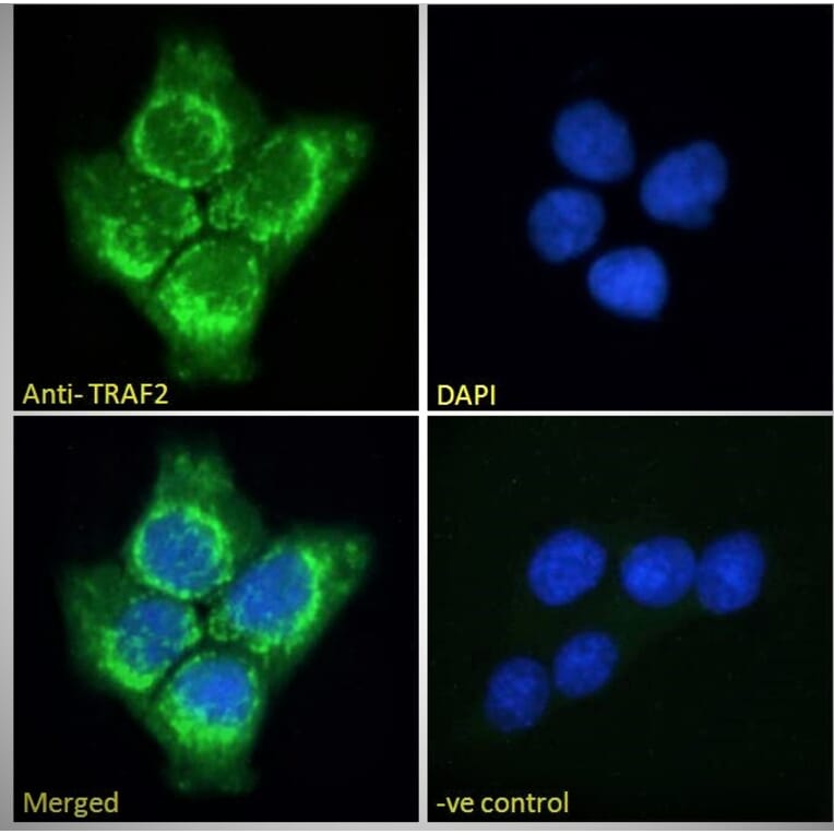 Immunofluorescence - Anti-TRAF2 Antibody (A84190) - Antibodies.com