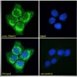 Immunofluorescence - Anti-TRAF2 Antibody (A84190) - Antibodies.com