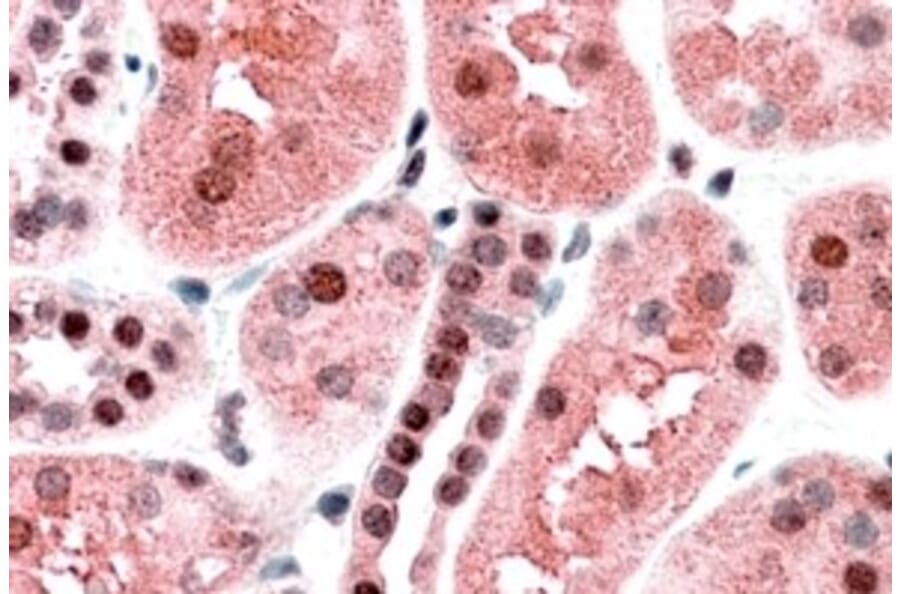 Immunohistochemistry - Anti-TRAF2 Antibody (A84190) - Antibodies.com
