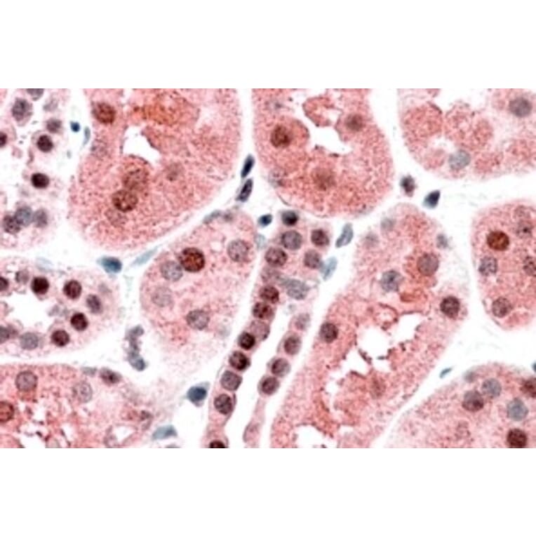 Immunohistochemistry - Anti-TRAF2 Antibody (A84190) - Antibodies.com