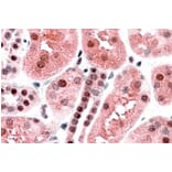 Immunohistochemistry - Anti-TRAF2 Antibody (A84190) - Antibodies.com