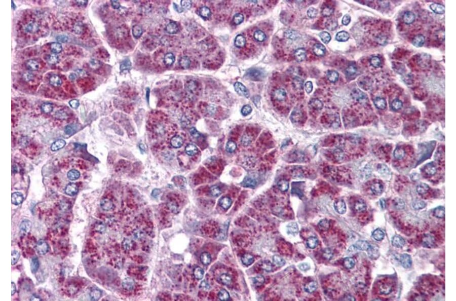 Immunohistochemistry - Anti-TRAF2 Antibody (A84190) - Antibodies.com